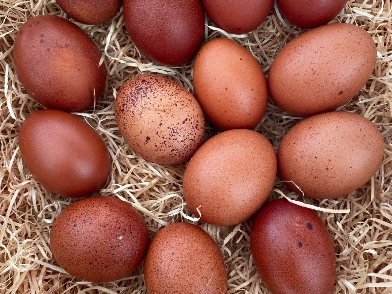 Billede 1 - Sort kobber maran