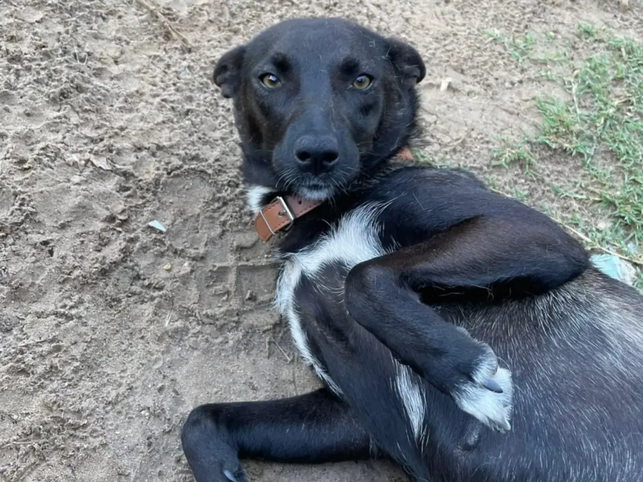 Billede 10 - Pips søger sine nye madslaver