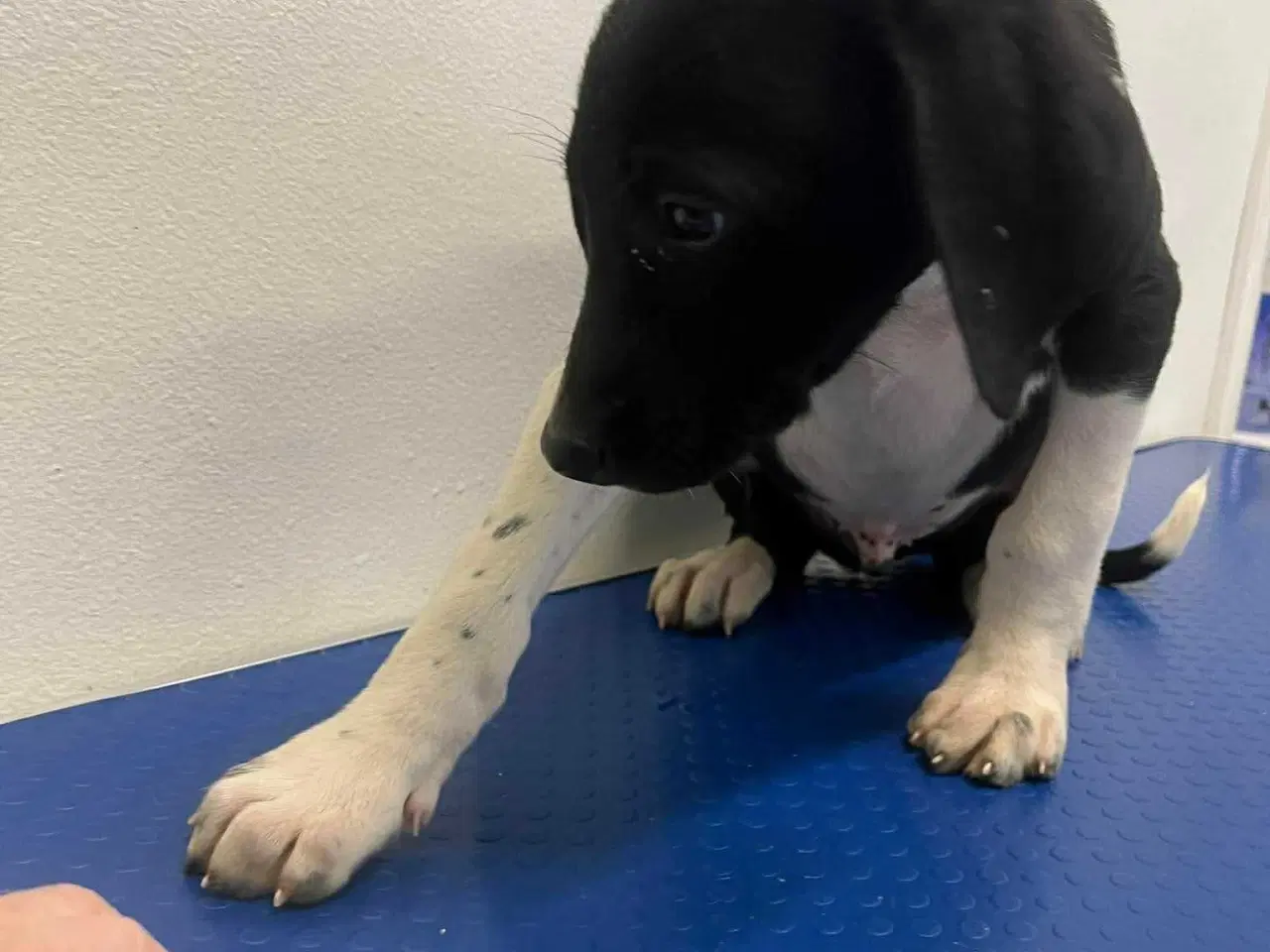 Billede 6 - Skønne Joey søger familie