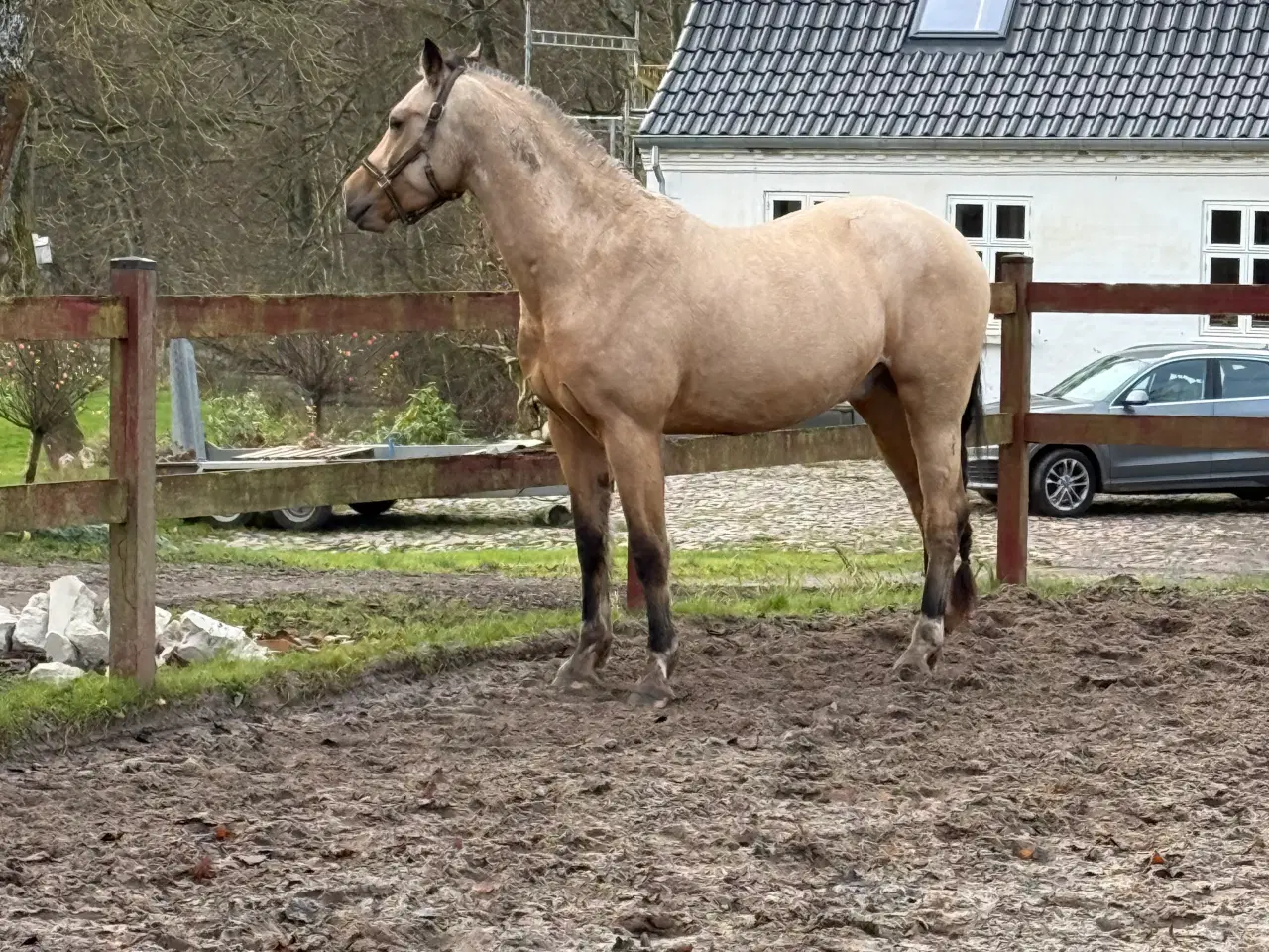 Billede 4 - Spirit hest sælges🐴