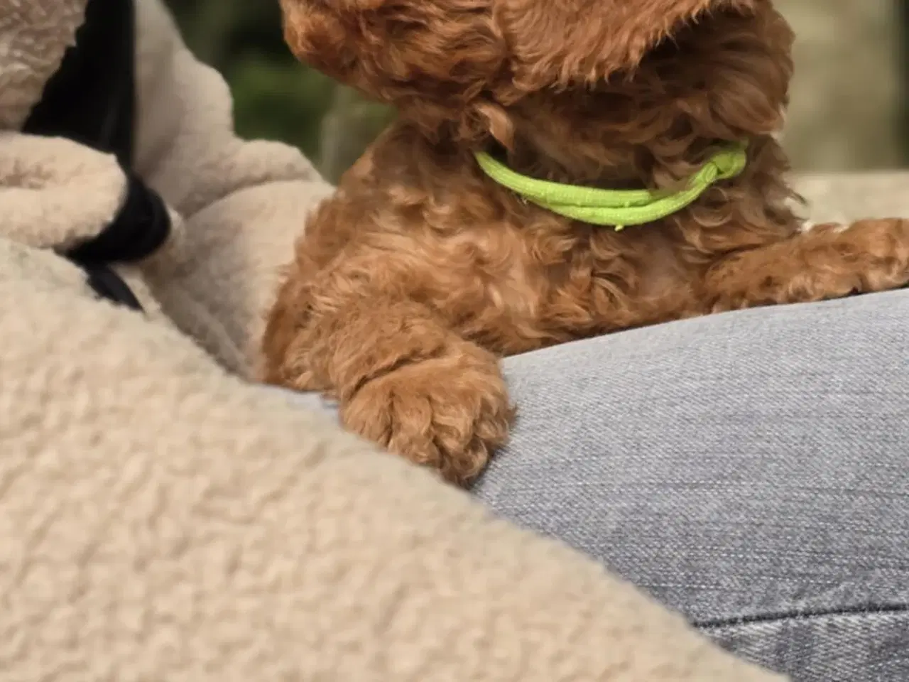 Billede 11 - Labradoodle F1B hvalpe
