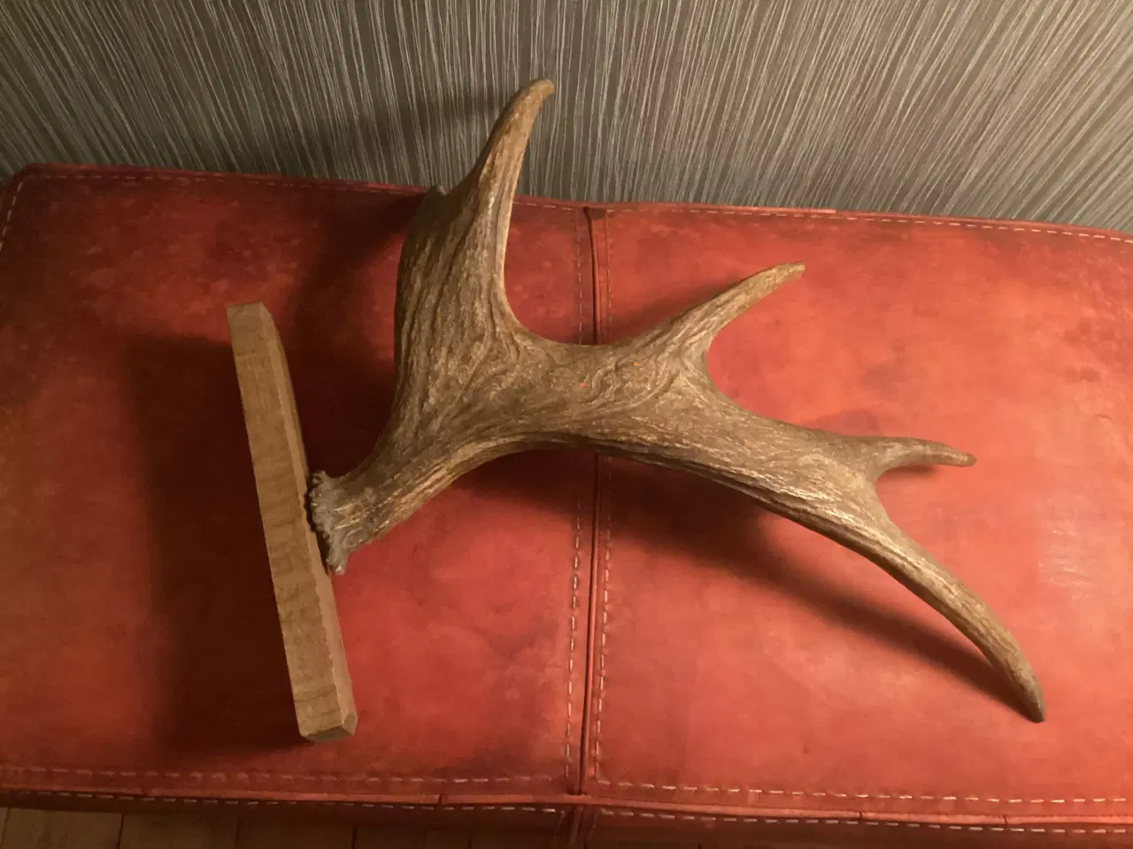 Billede 2 - Gevir på træplade fra elg