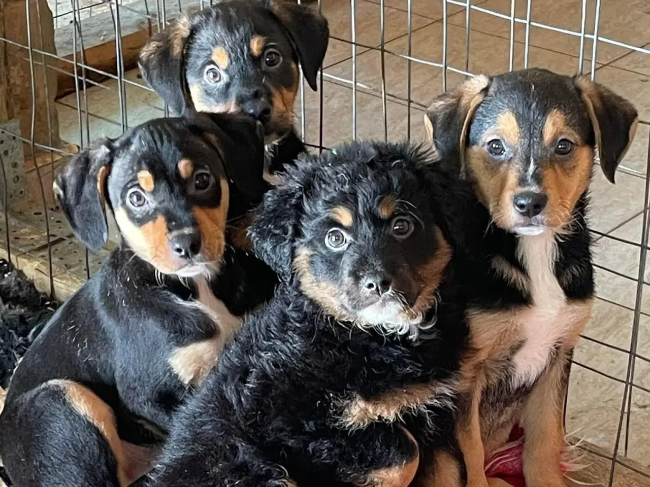 Billede 3 - Stella søger familie! 