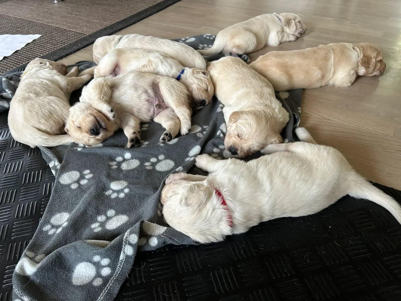 Billede 4 - Skønne gyldne Golden Retriever hvalpe