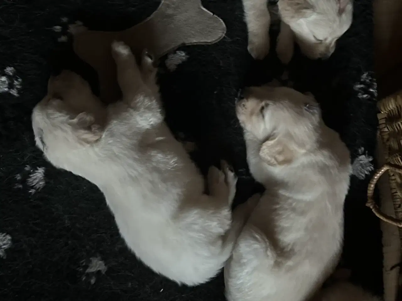 Billede 3 - Golden retriever hvalpe