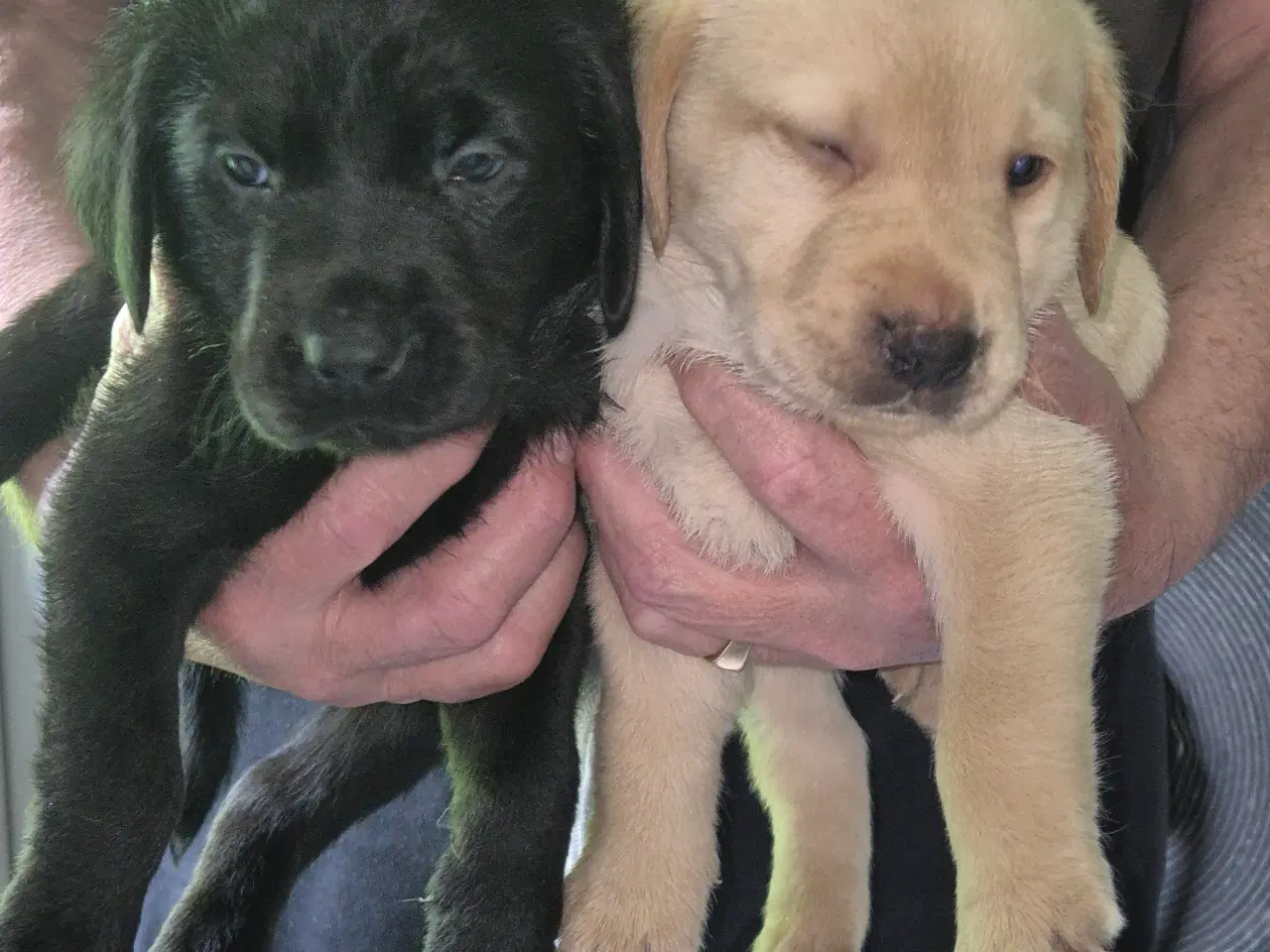 Billede 2 - Labrador hvalpe 