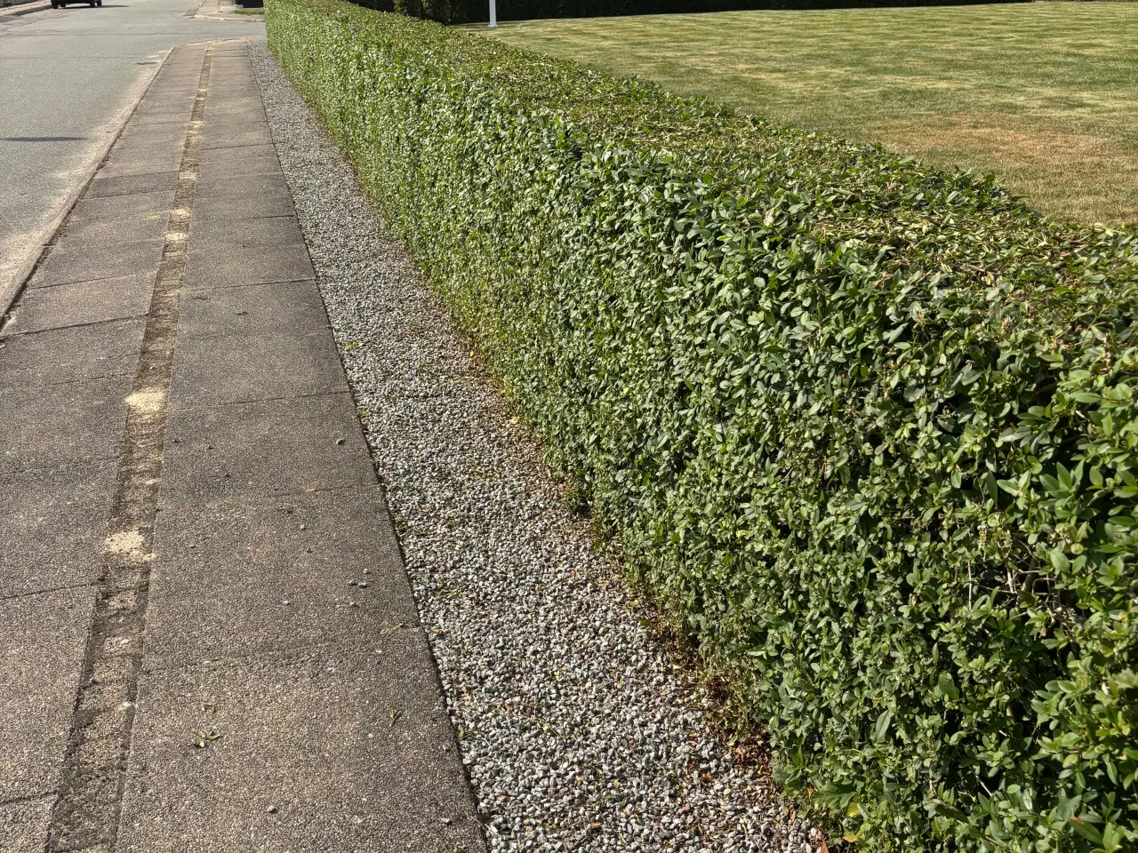 Billede 5 - 45 meter ligusterhæk 
