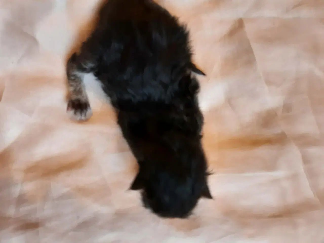 Billede 4 - Maine Coon killinger, klar 17 juni