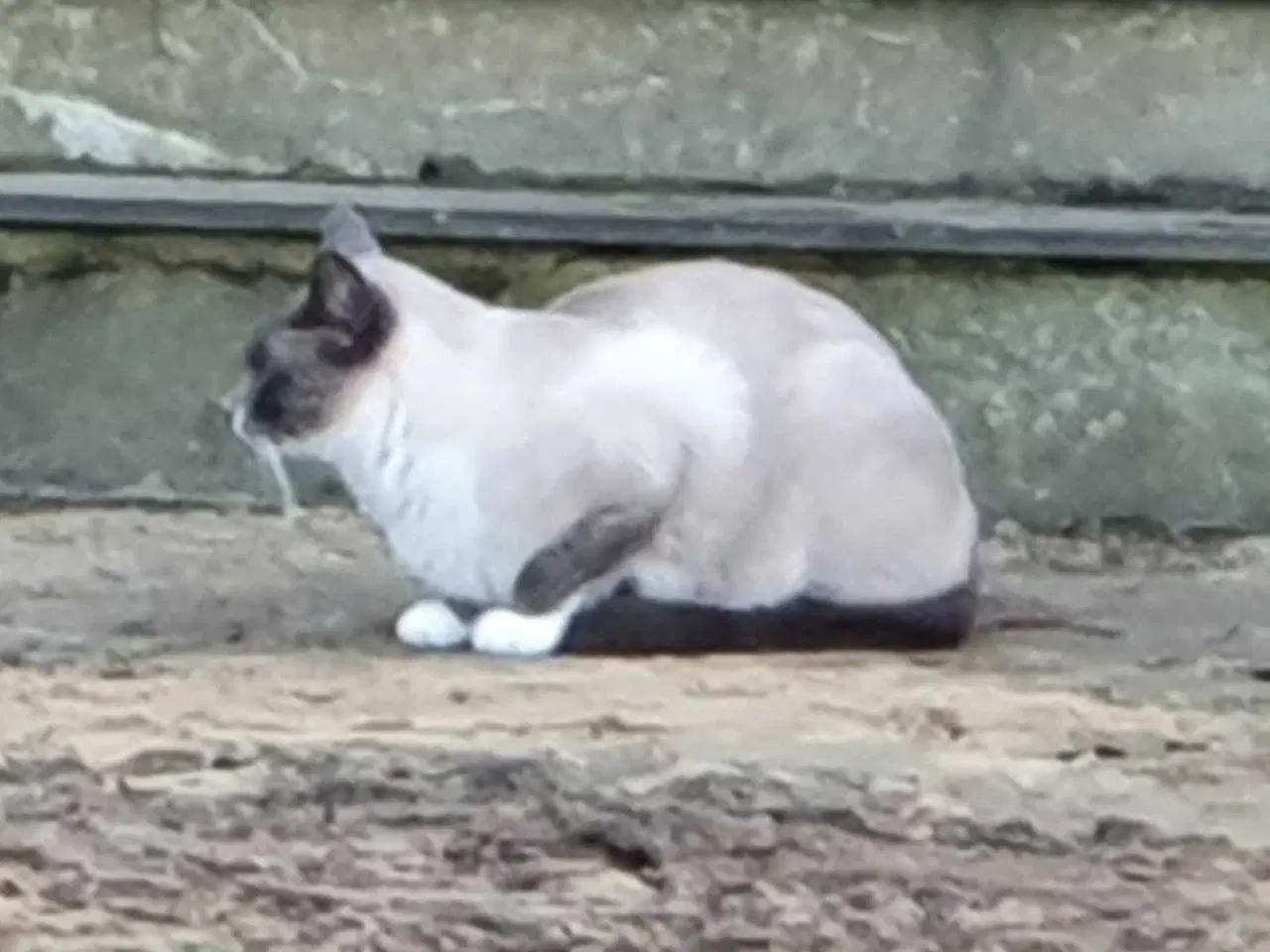 Billede 8 - Ragdoll / Hellig Birma / blanding