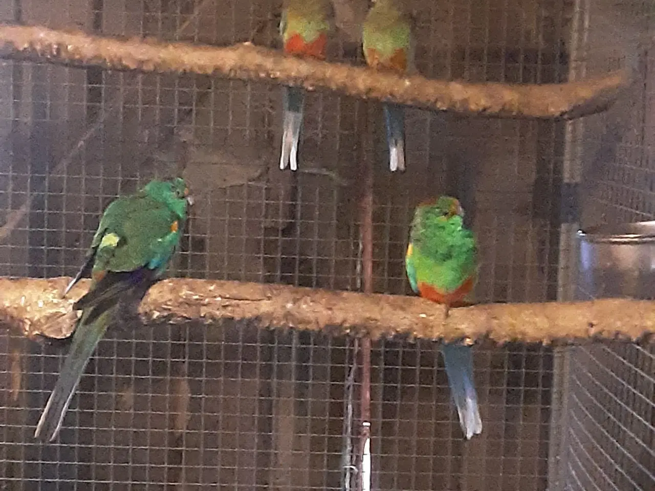 Billede 1 - 1,1 mangefarvet parakit