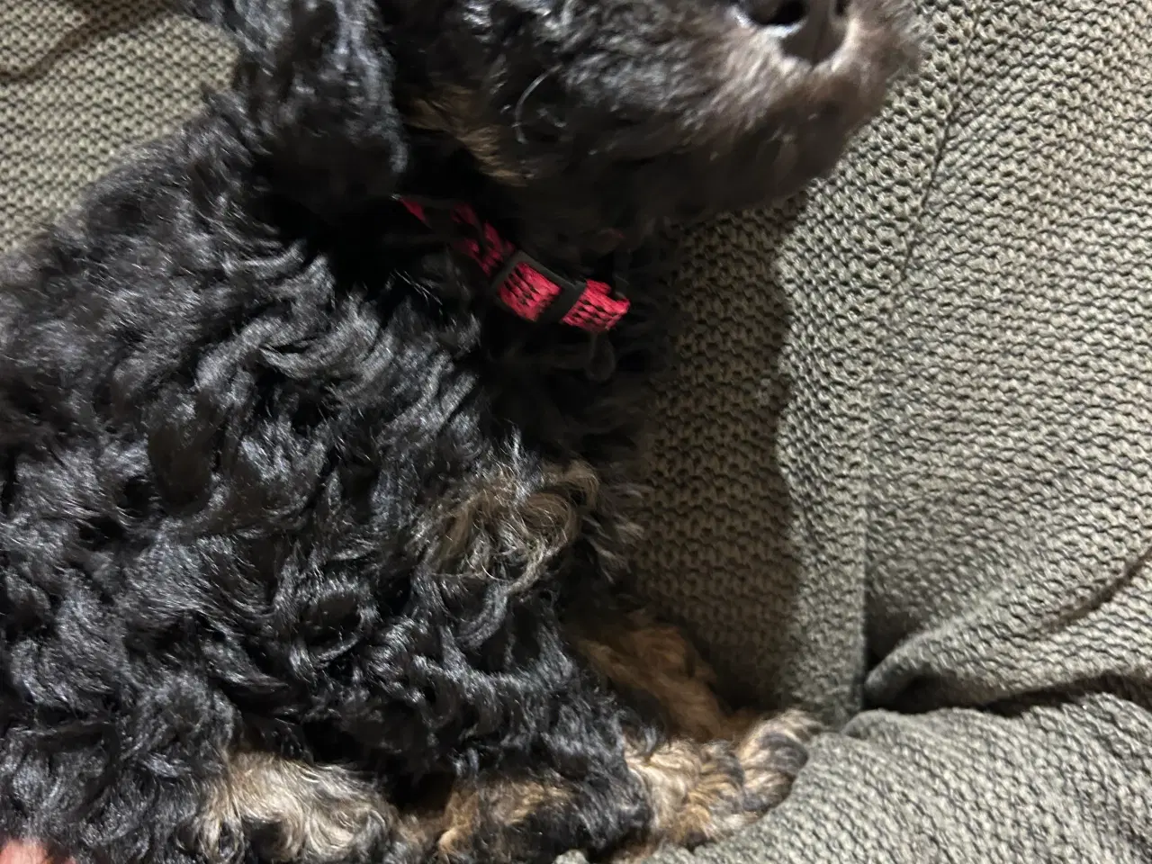 Billede 7 - ✨ Cavapoo F1b hvalp – klar til julehygge 🎁