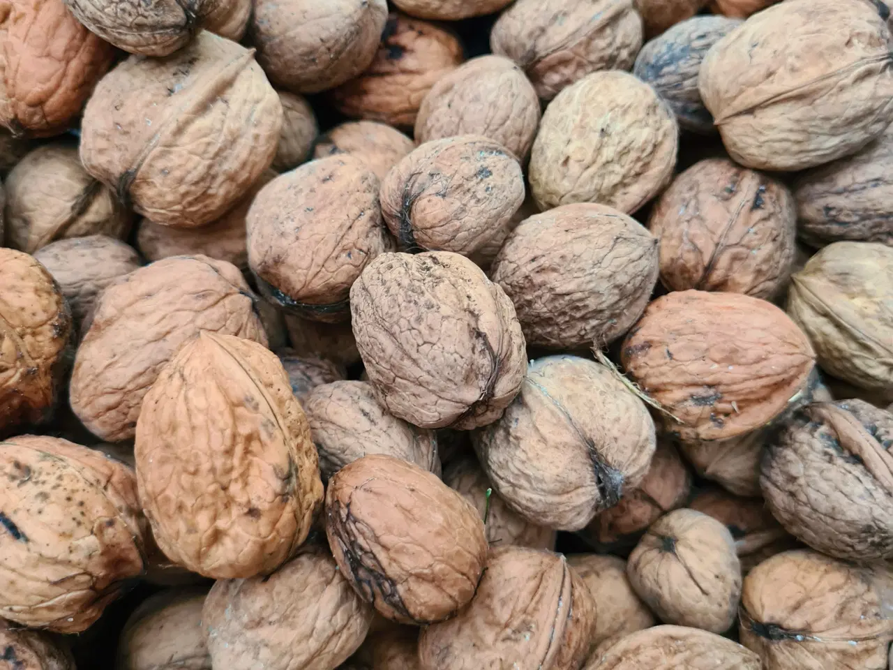 Billede 1 - Valnødder fra i år sælges