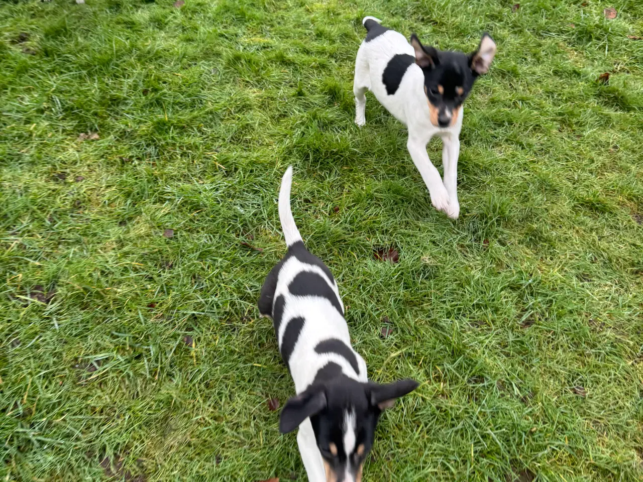 Billede 1 - Dansk/Svensk gårdhund hvalpe