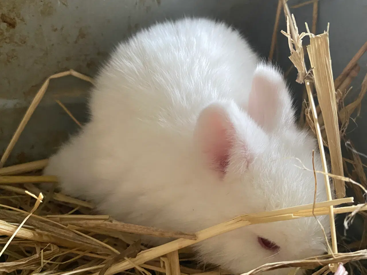 Billede 1 - Mini Lop kaninunge.