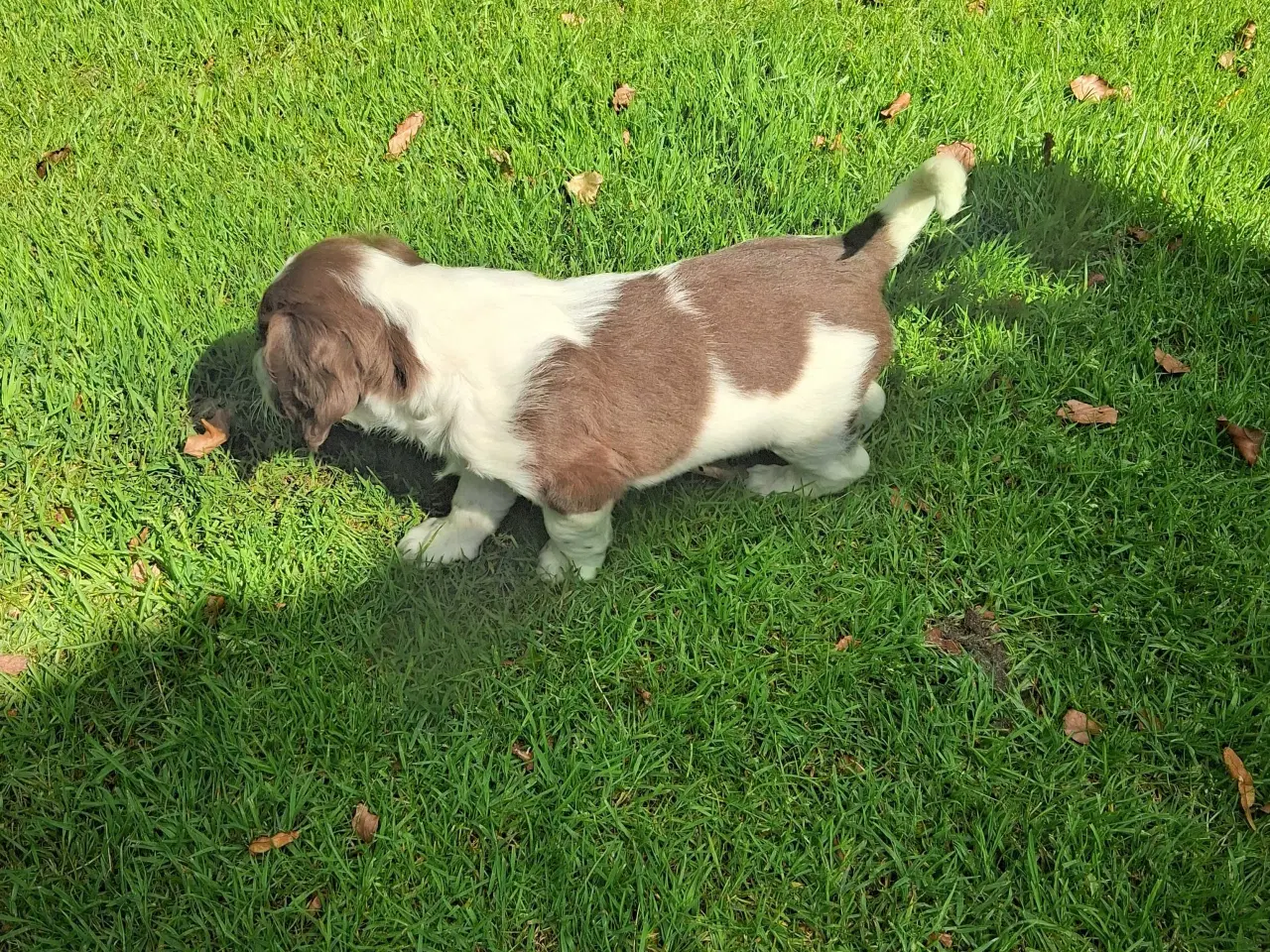 Billede 6 - Springer spaniel hvalpe 