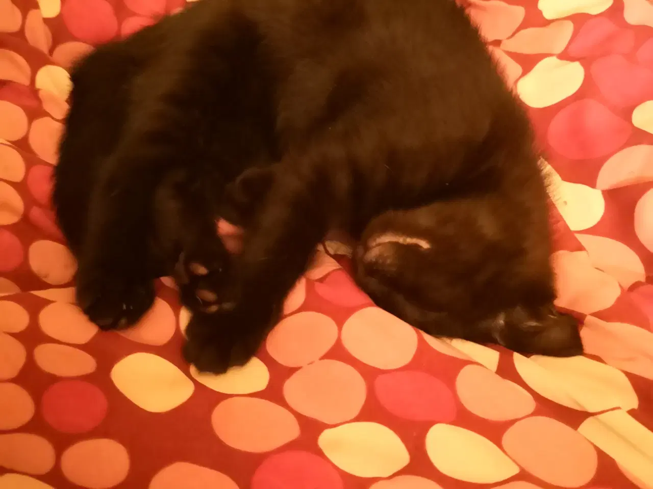 Billede 2 - Vi er klar d. 24-11-25