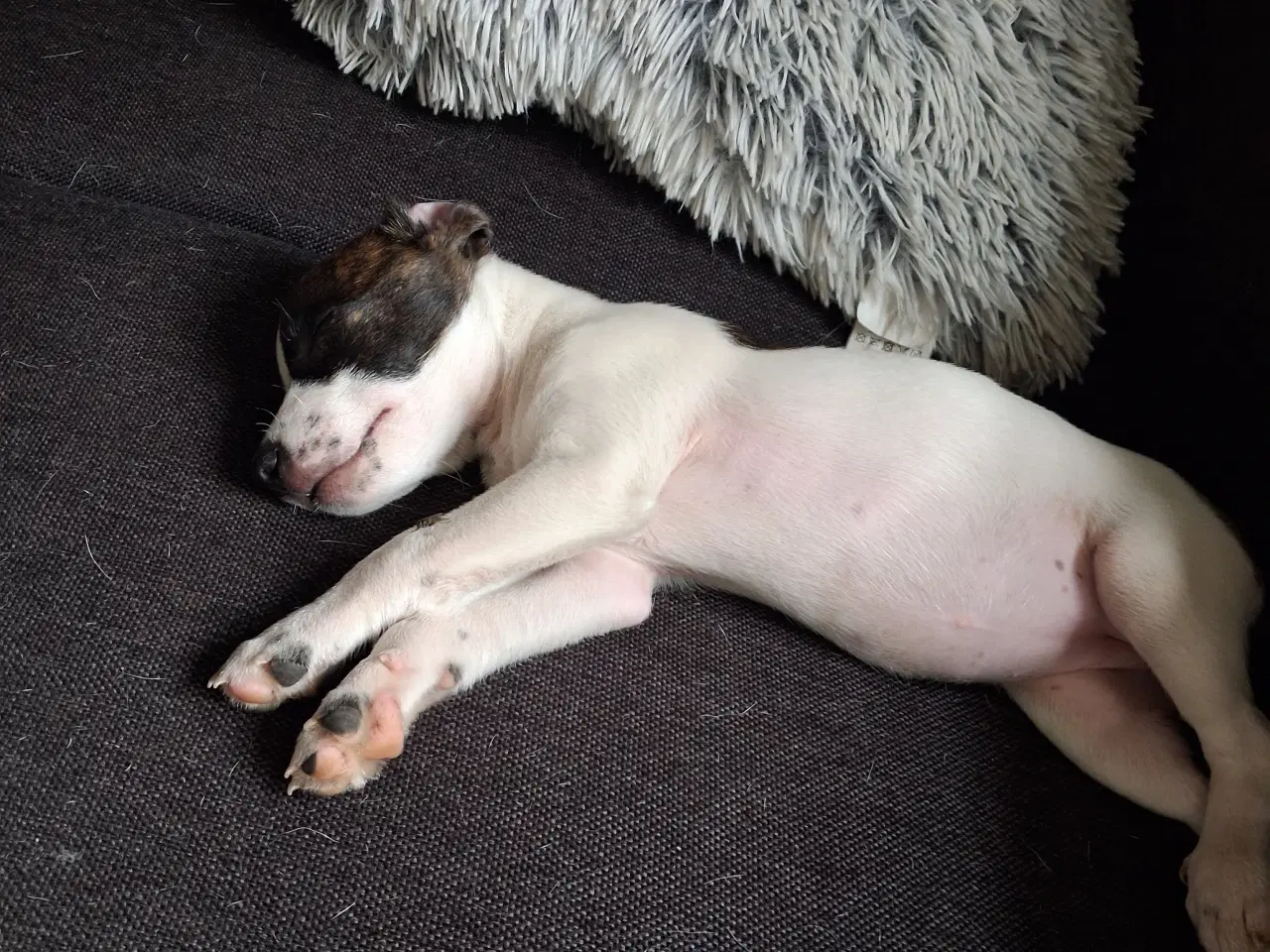 Billede 3 - Skønneste d/s gårdhund hvalp 