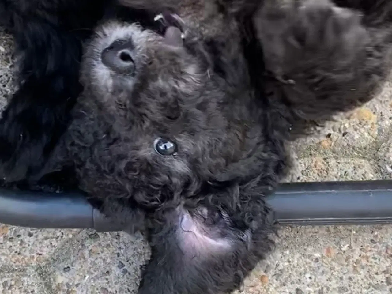 Billede 4 - Hvalpe Labradoodle F1BB
