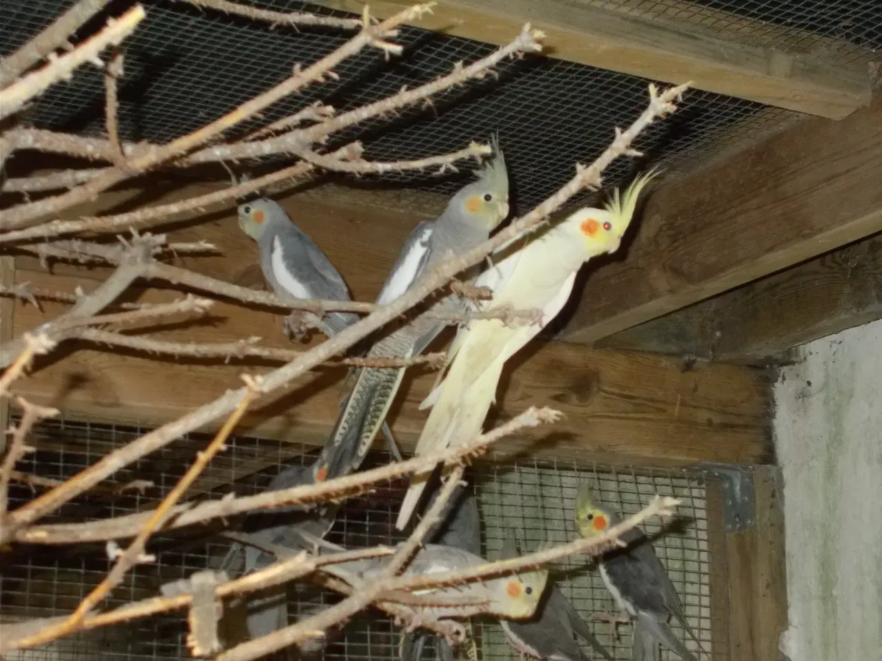 Billede 3 - Nymfeparakit  unger fra 2025