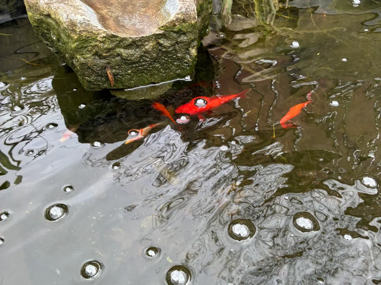 Billede 1 - Gratis guldfisk til hurtig afhentning