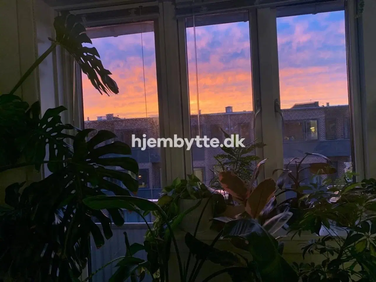Billede 2 - Hjembytte - Herninggade