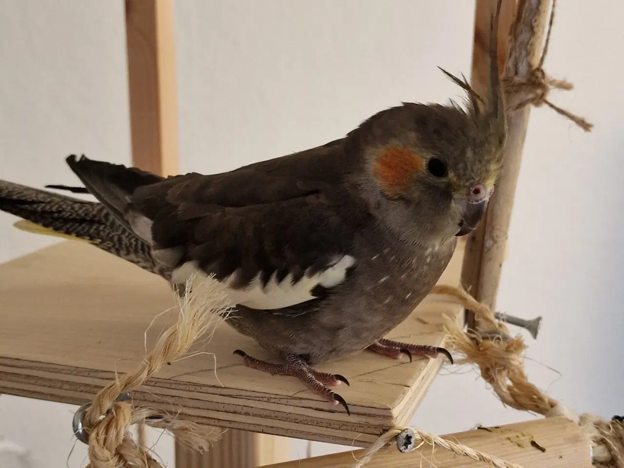 Billede 6 - Meget tam nymfeparakit