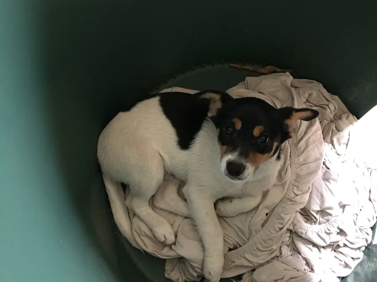 Billede 5 - Dansk-Svenske Gårdhundehvalp