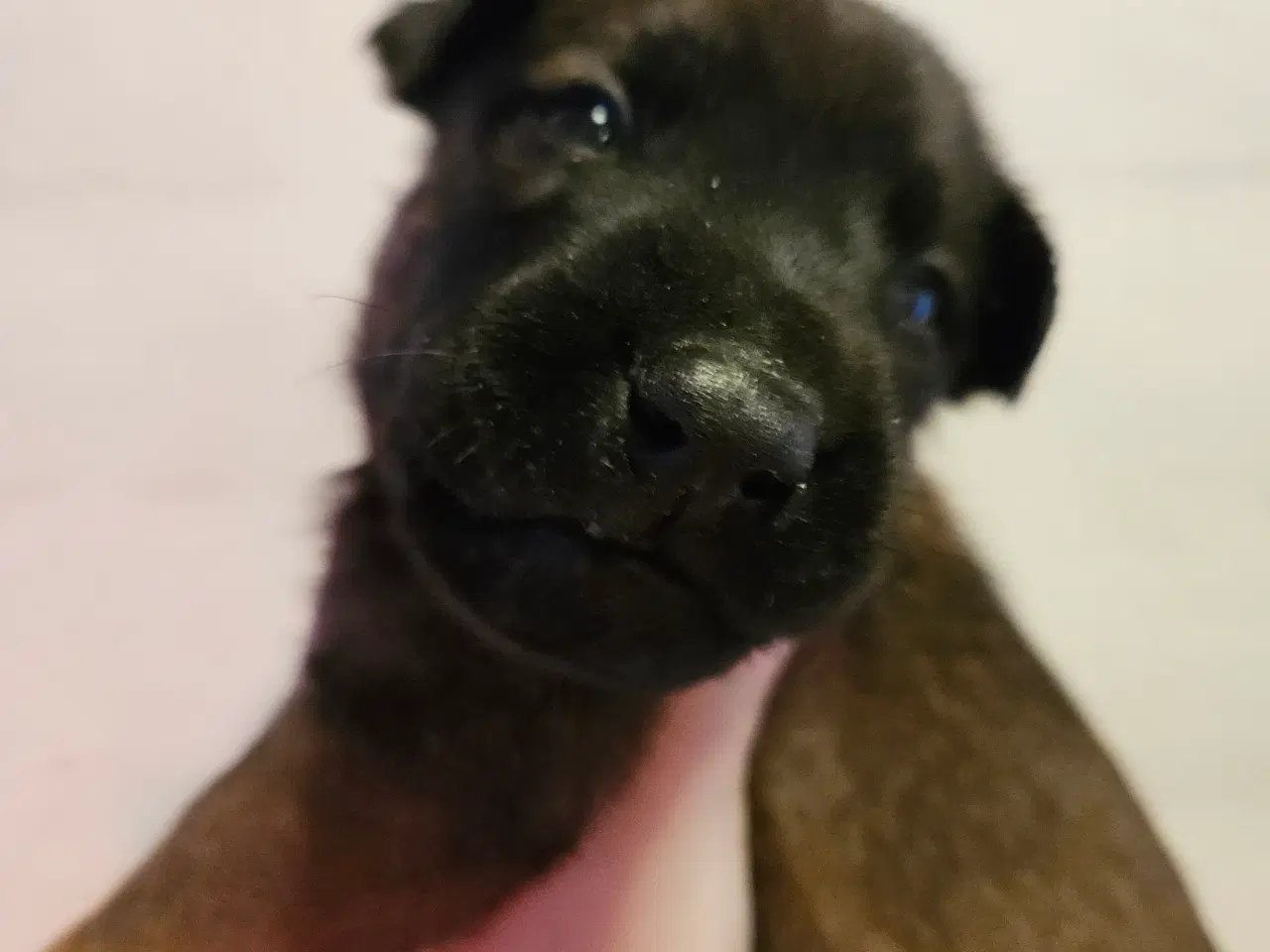 Billede 14 - Belgisk Malinois - Hvalpe - med stamtavle