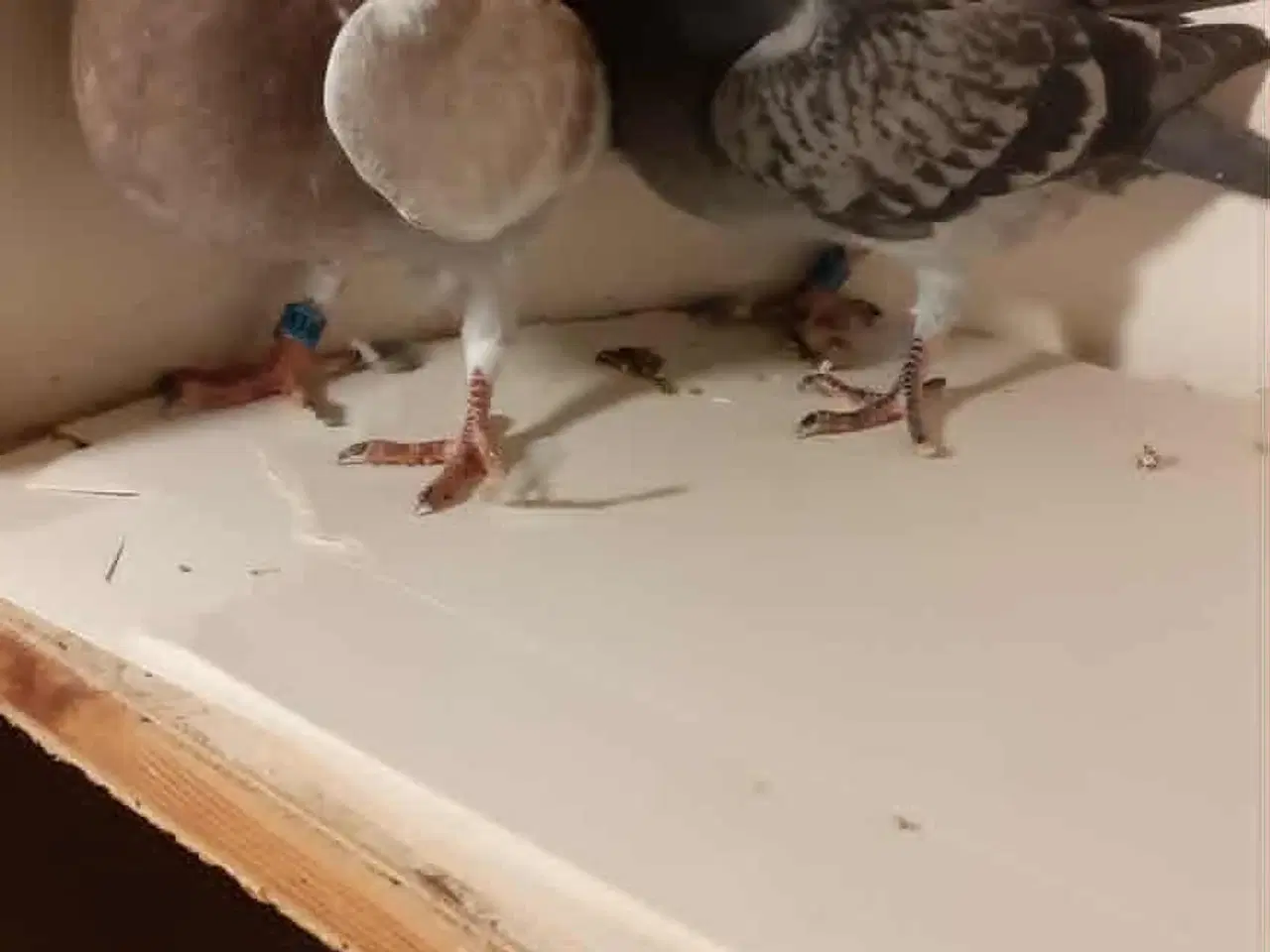 Billede 1 - Brevduer unger