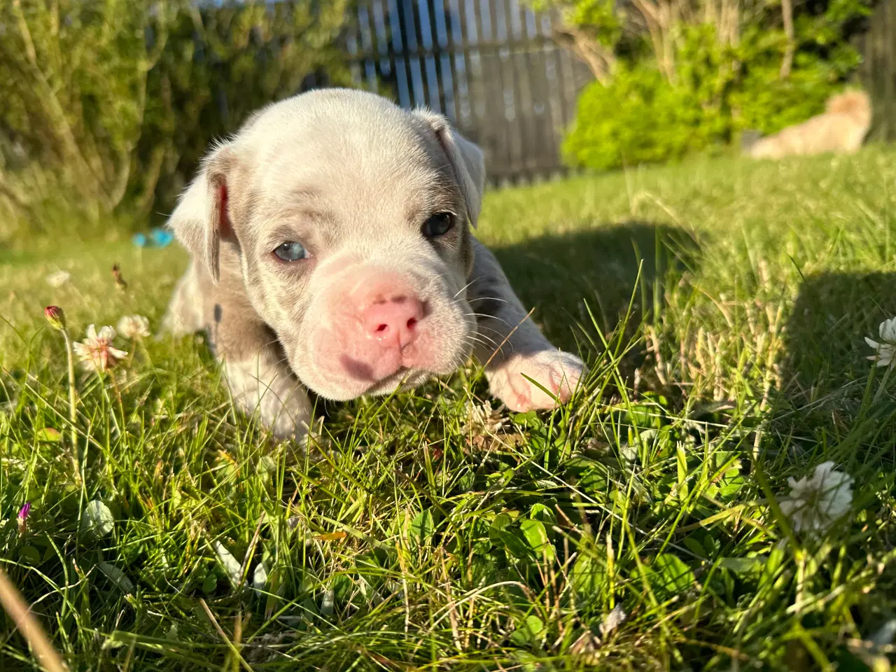 Billede 15 - Old English bulldog hvalpe