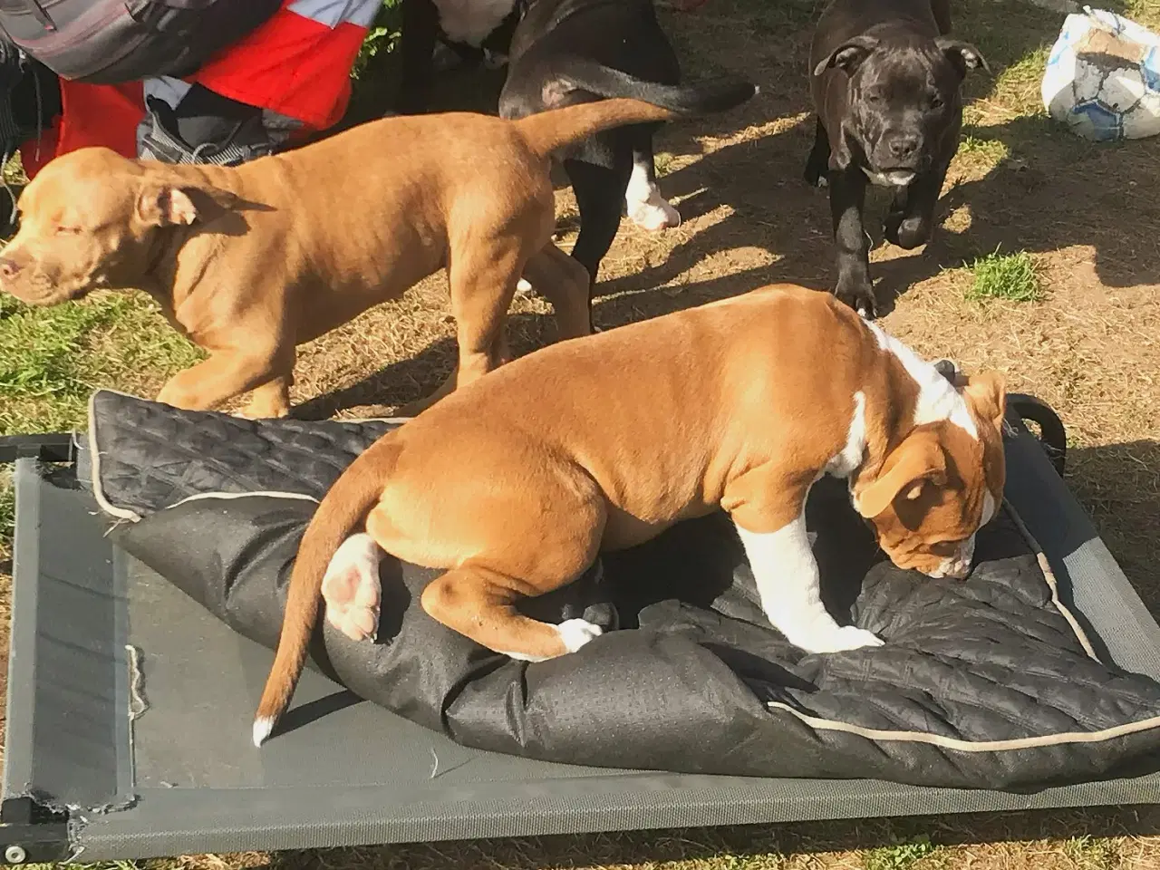 Billede 10 - Staffordshire Bull terrier hvalpe