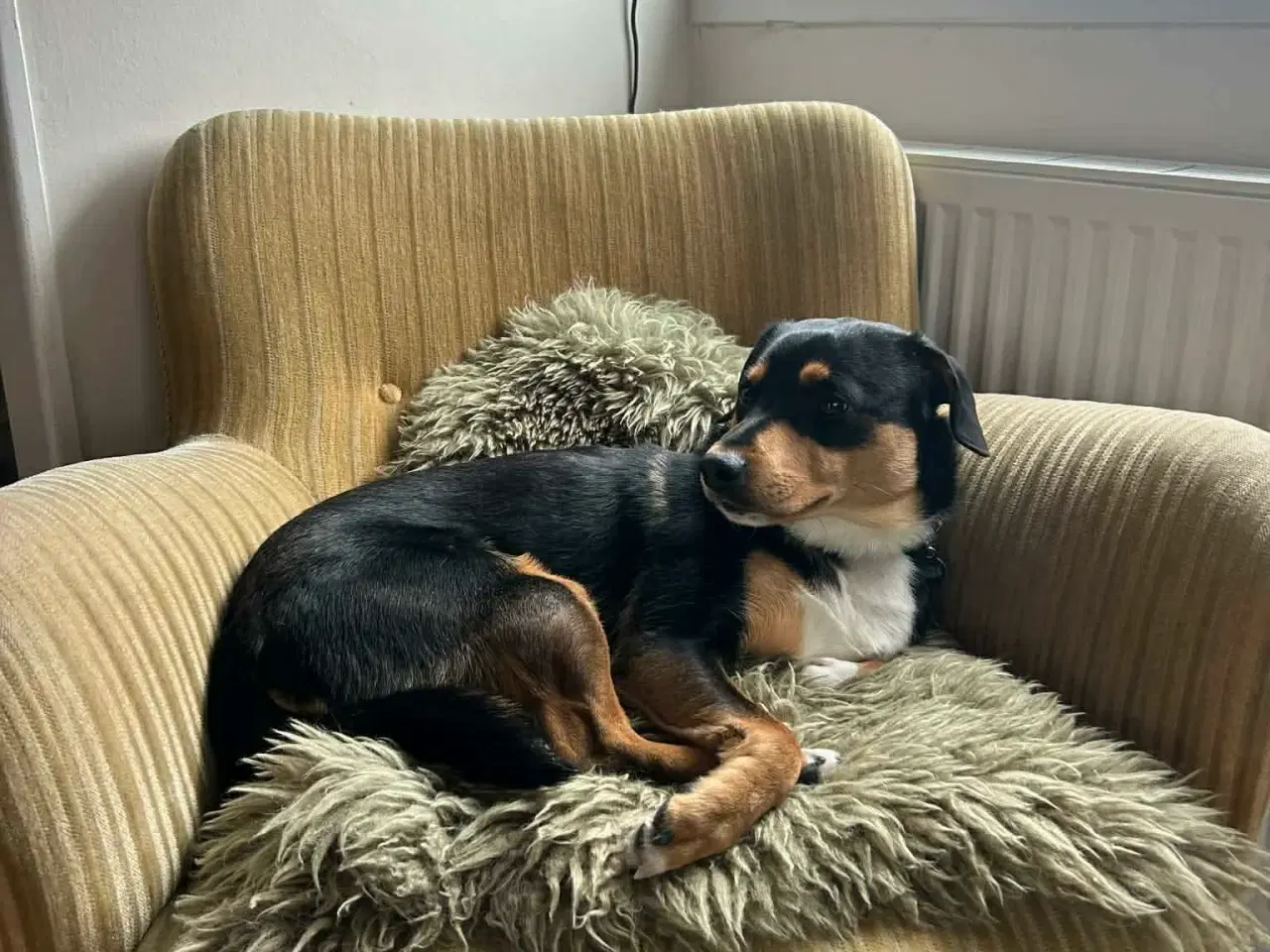 Billede 4 - Søde Charlie til omplacering