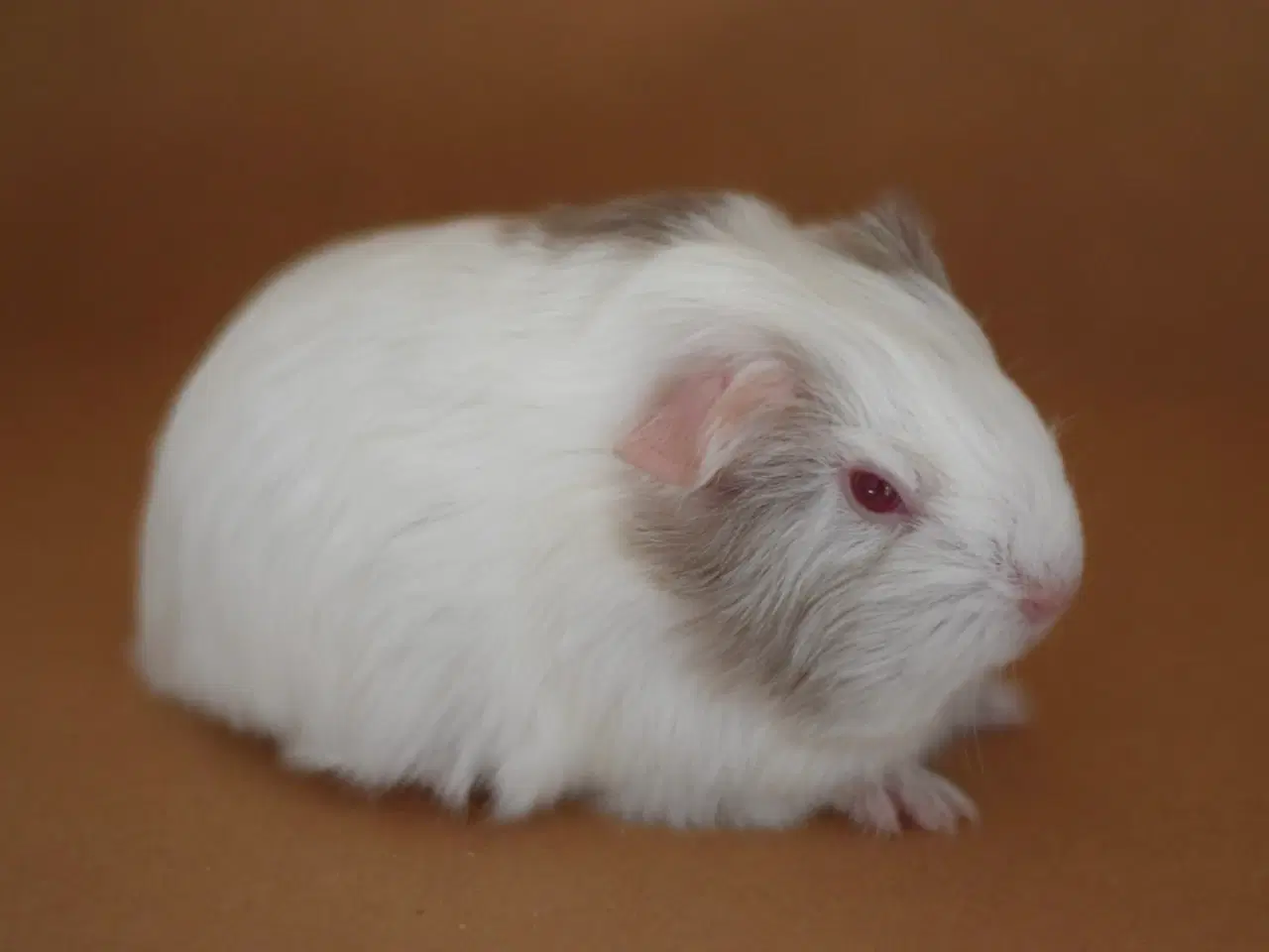 Billede 2 - Marsvin Sheltie