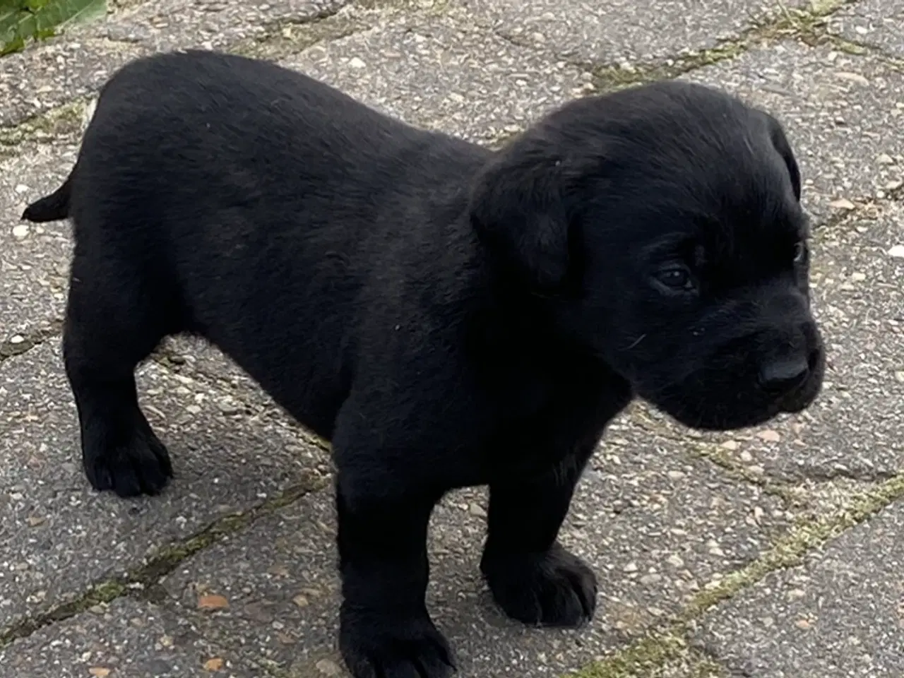 Billede 2 - Labrador hvalpe 3 piger og en dreng