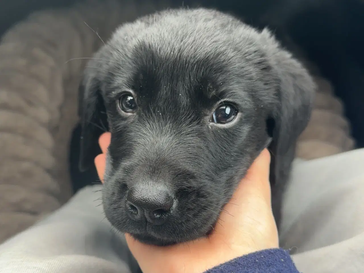 Billede 1 - Hunde hvalp 🐶💕