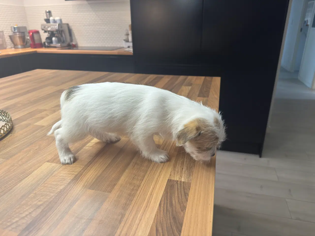 Billede 5 - Poshun hvalpe