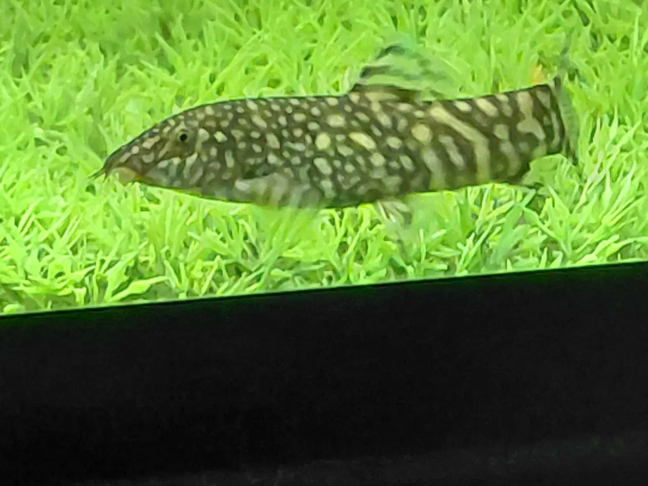 Billede 1 - Smerling