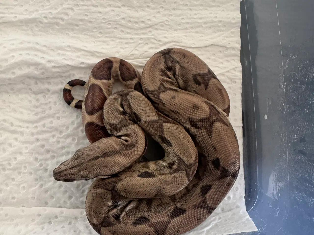 Billede 17 - Boa constrictor 