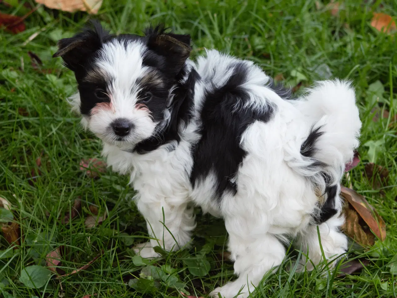 Billede 3 - Biewer Yorkshire terrier 