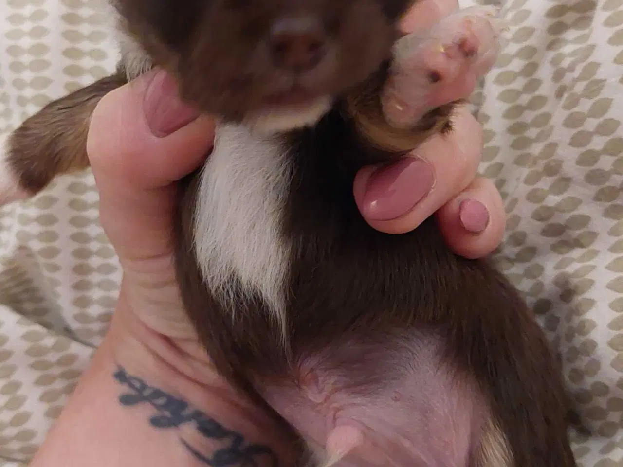 Billede 4 - Chihuahua dreng med stamtavle i DDH 