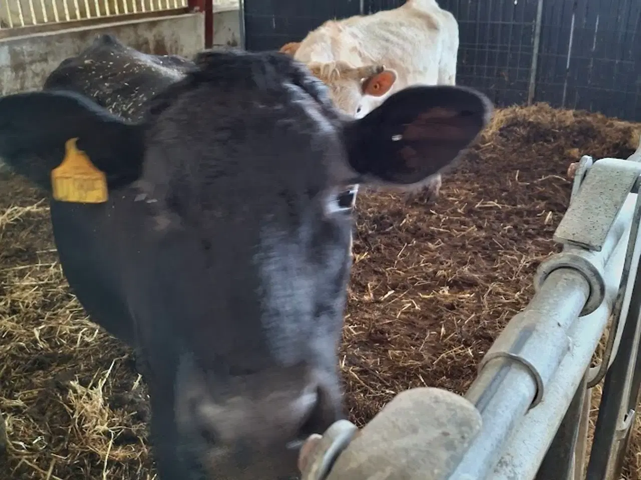 Billede 1 - krydsnings køer