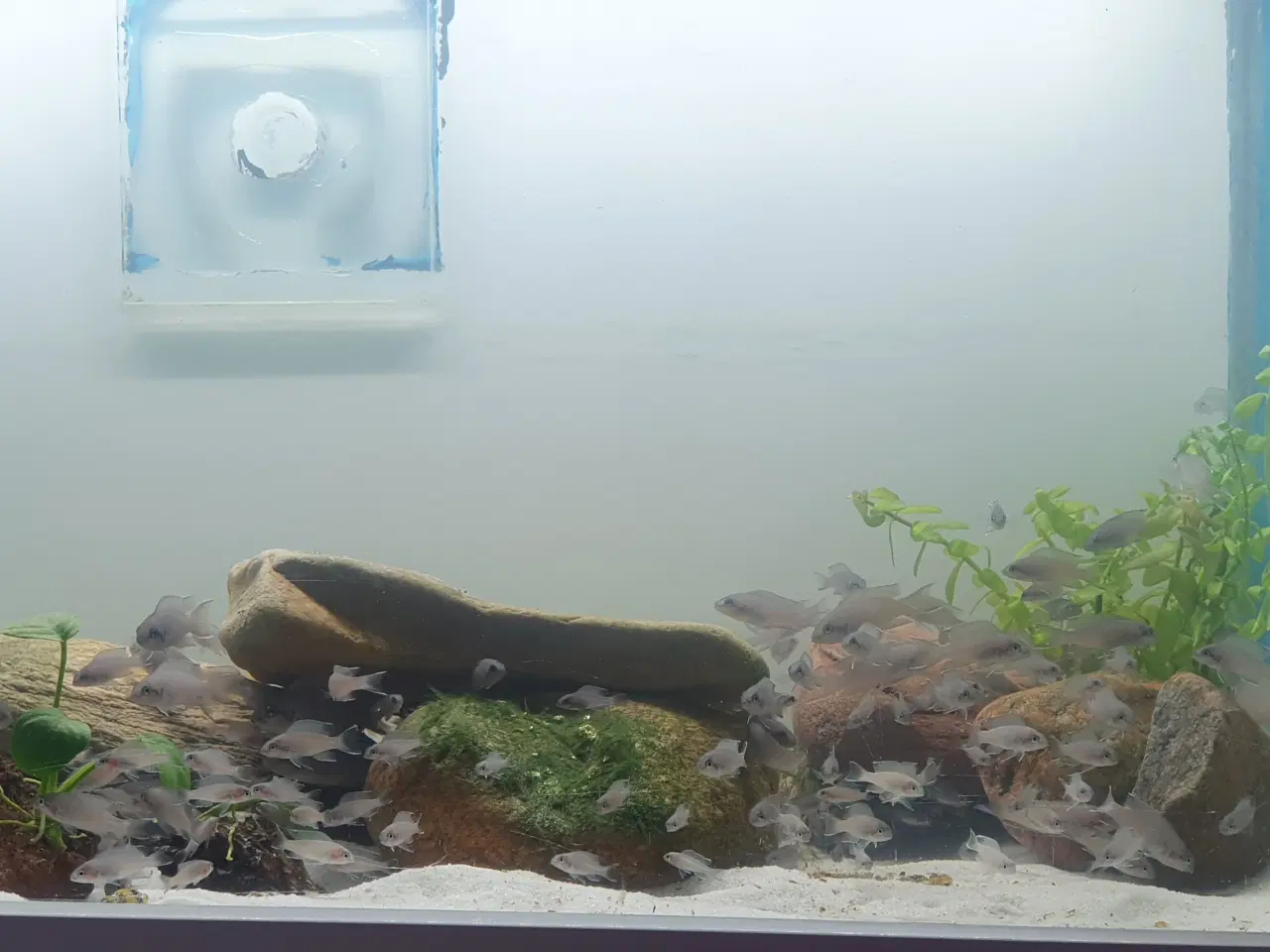Billede 12 - Prinsessecichlider (Neolamprologus brichardi)