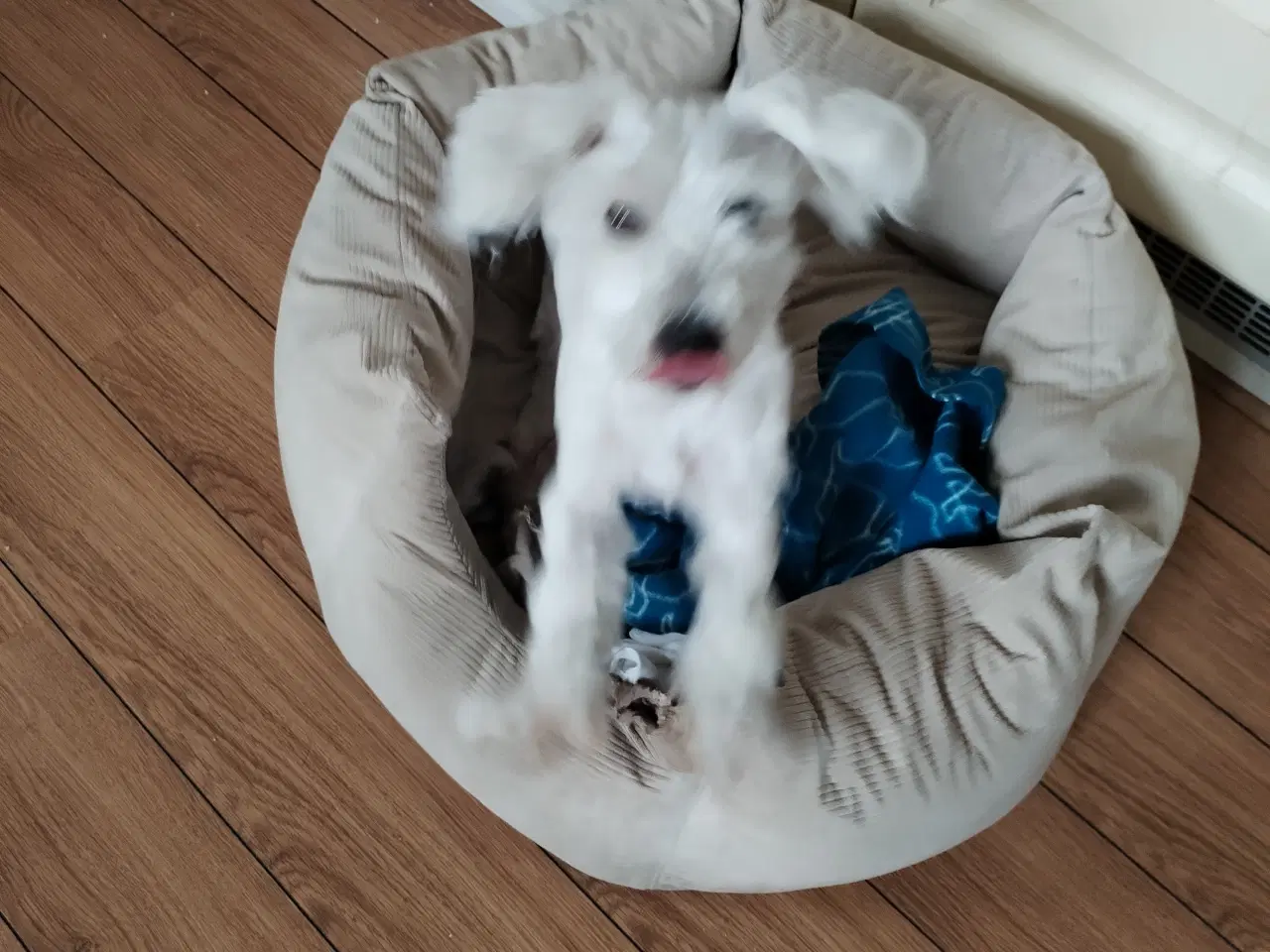 Billede 2 - Coton de tulear 