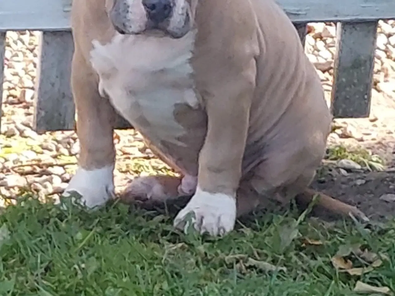 Billede 8 - American bully hvalpe 
