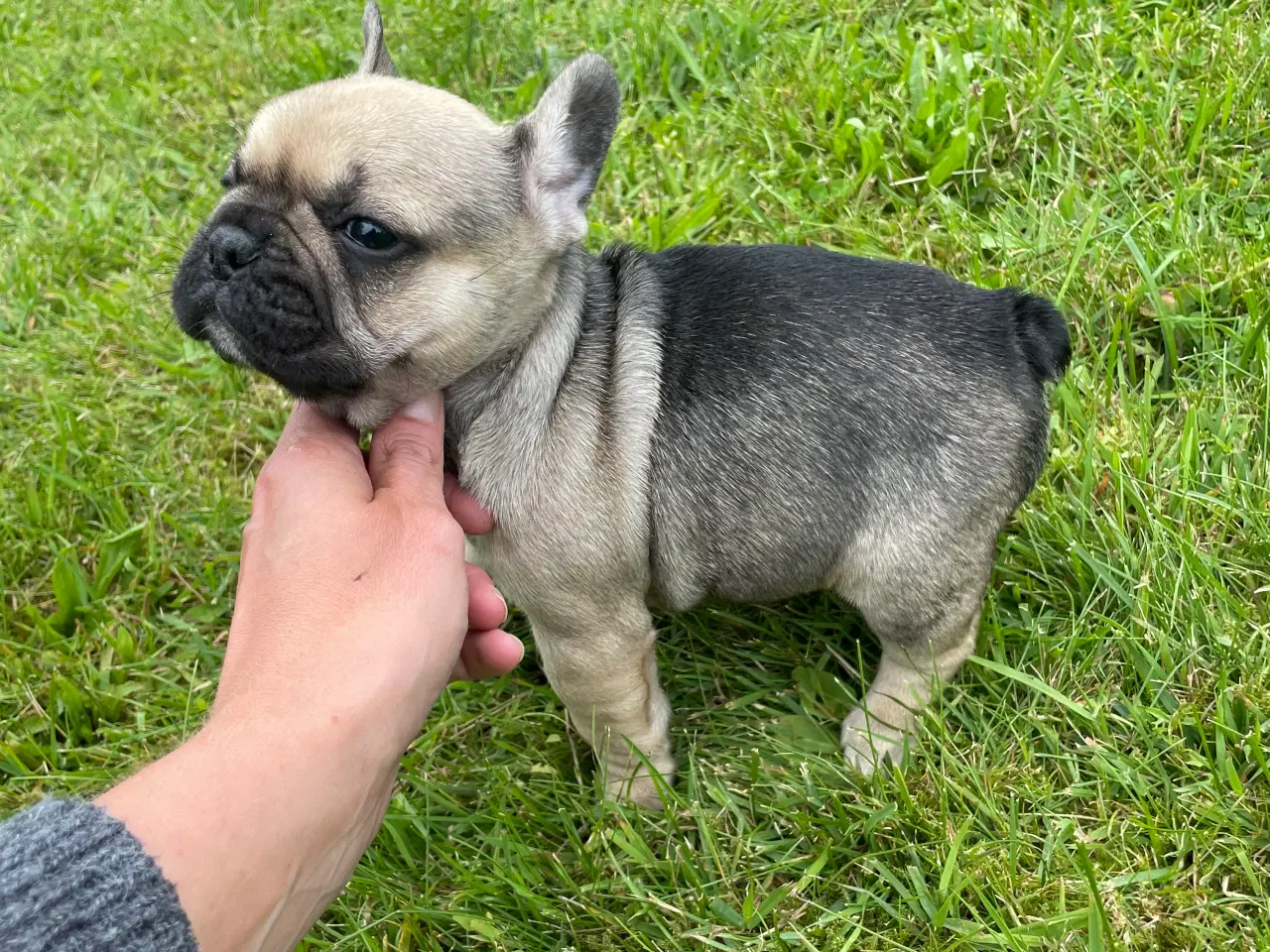 Billede 3 - Franske bulldog hvalpe