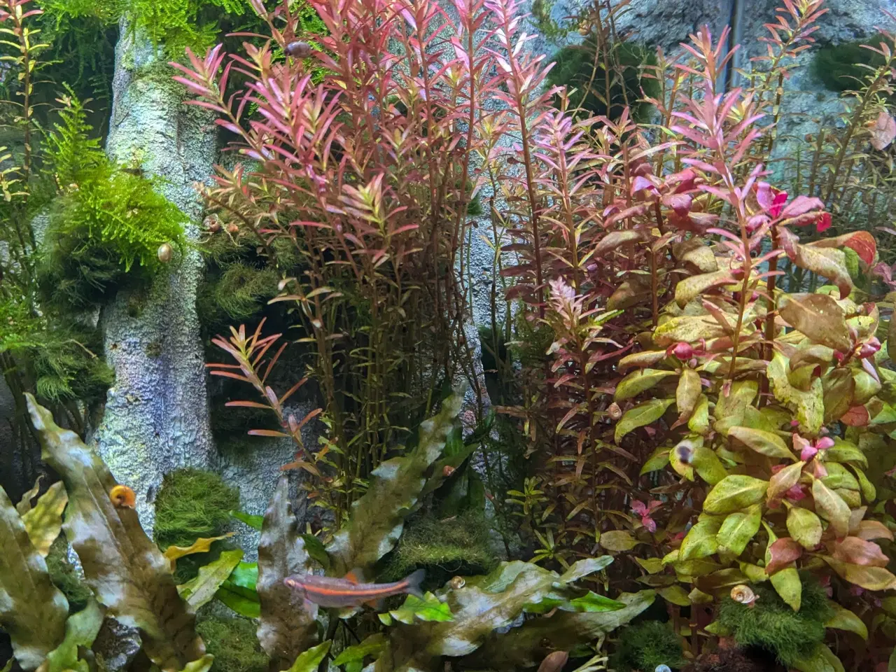 Billede 2 - Juwel akvarie 125L