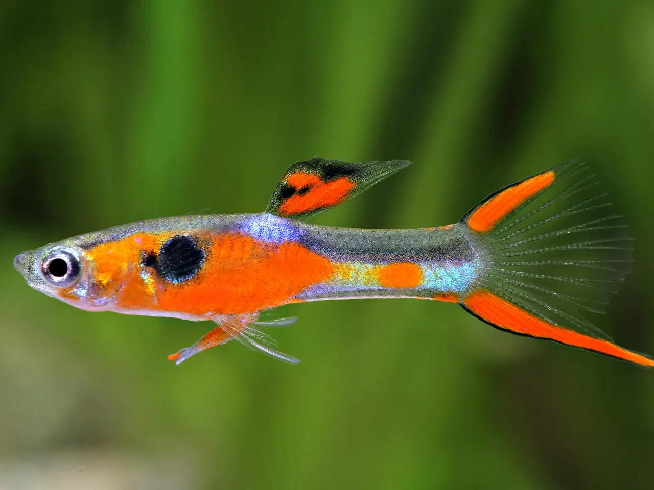 Billede 1 - Endler Guppy 