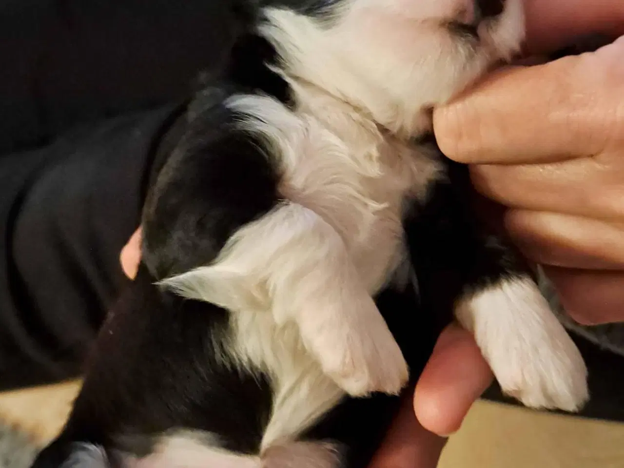 Billede 4 - Bison Havanaishvalpe 7 uger