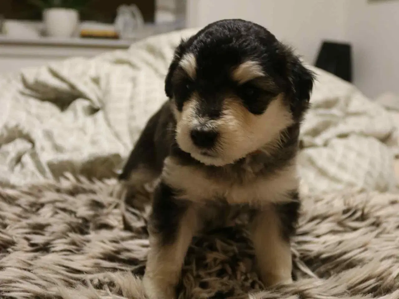 Billede 2 - Golden Doodle & Alaskan Malamute Hvalpe