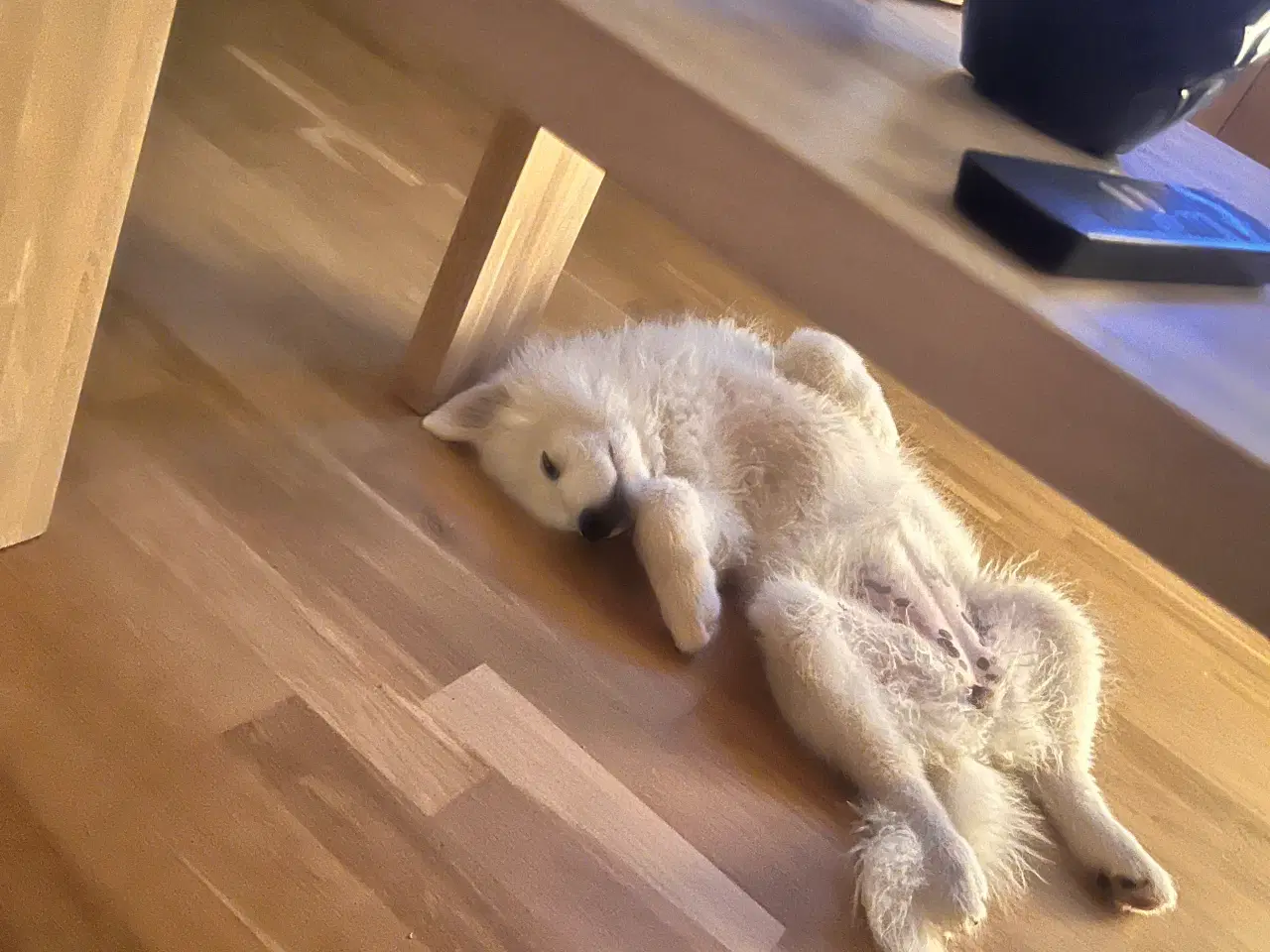 Billede 2 - 🐾 Smuk og kærlig samojedehvalp søger nyt hjem 🐾